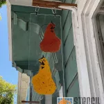 Todd Hanson SF Bernal Heights Chickens