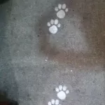 SF Other SFO paw prints