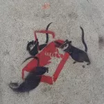 SF Mission 20th St. at Florida 2000 mice breaking trap