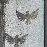 SF SoMa pigeons bird flying