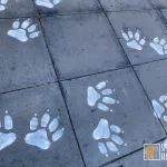 SF Polk St. paw prints