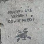 SF Tenderloin Pigeions are Vermin