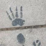 SF Mission 15th st. Animal tracks 02