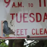 SF Mission S bird sticker