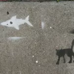 SF Mission Cat Shark