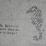SF Mission Seahorse No One Illegal