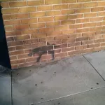 SF Mission peeing dog