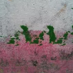 SF Valencia St. rats 02