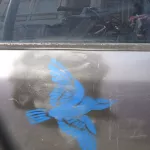 SF Western Addition bird on car
