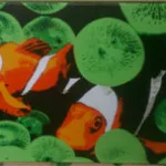 Anthony Aspero clown fish