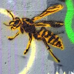 WA_Seattle_Gurldogg wasp