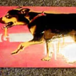 Peat Wollaeger St. Louis Myrna skate deck