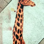 Peat Wollaeger St. Louis giraffe