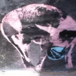 LA_Fink_Swine2
