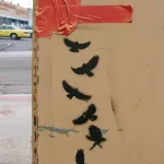 CA San Diego Birds