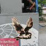 CA San Diego owl