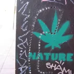 CA LA Venice Beach cannabis nature