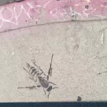 CA LA insects with gun wings