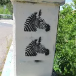 CA North Point Reyes zebras