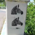 CA Point Reyes zebras