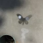 IN Bloomington butterfly