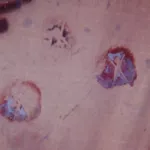 Burning Man 2002 bman logo messy