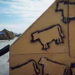 Burning Man 2002 cows