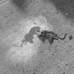 NYC Dead Rat ph J Rojo for BSA