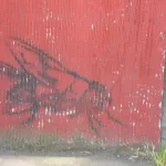 WA Bellingham fly