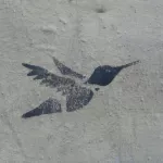 WA Seattle Hummingbird