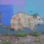 WA Seattle Rat