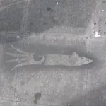WA Seattle Squid