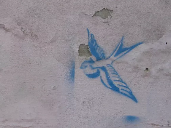 AR Buenos Aires bird