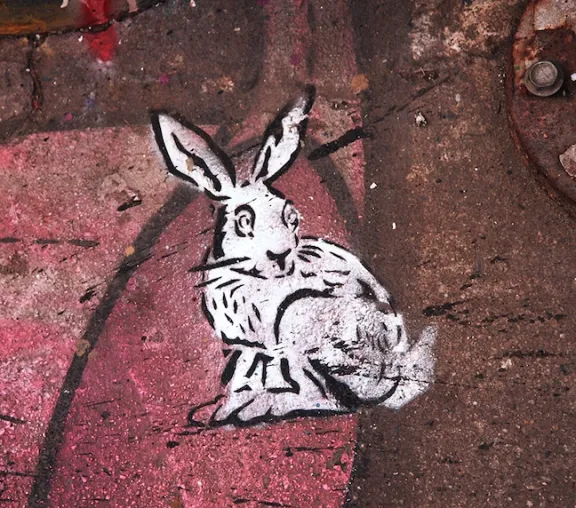 NYC Rabbit ph J Rojo for BSA