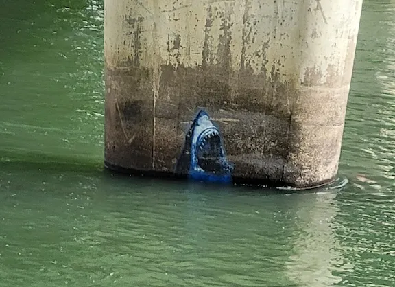 OR Eugene river shark ph Tim R