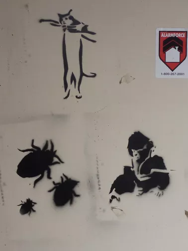 CA Toronto bugs cat