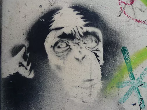 CA Toronto monkey