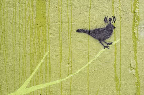 CA Toronto wifi bird