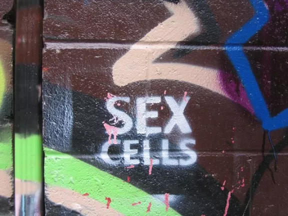 CA Toronto Sex Cells