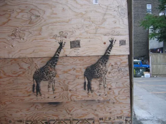 CA Toronto giraffes