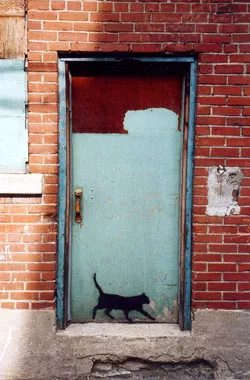 Hope Montreal Cat