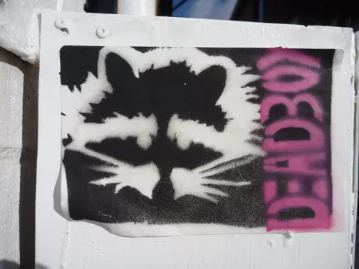 Deadboy Toronto raccoon sticker