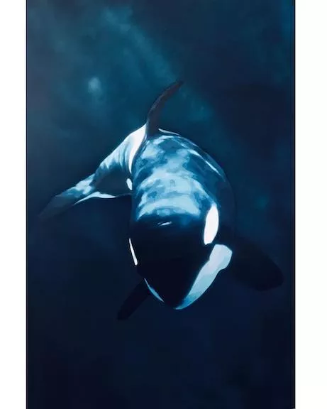 Rad Originals CA orca