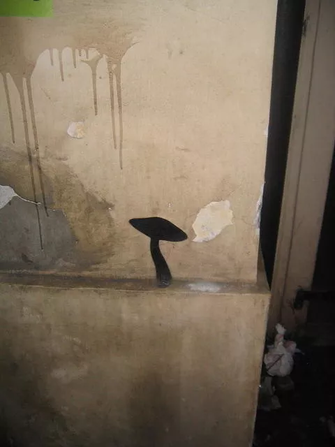 CZ Prague mushroom