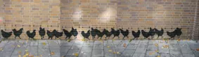 DE_Munich_12inchteam Hühne_2