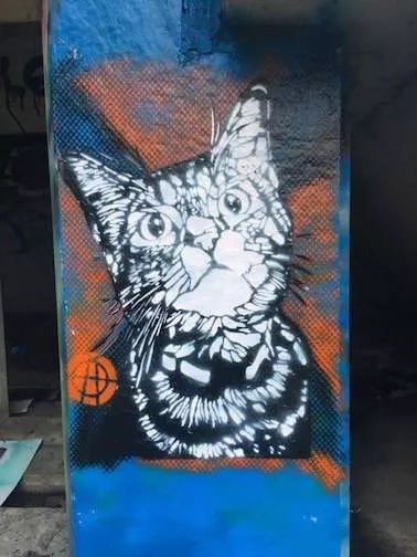 A Inside Heart cat looking up