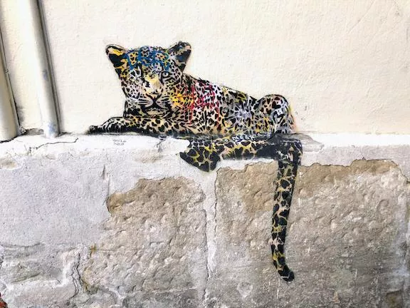 FR Montpellier Sundra leopard