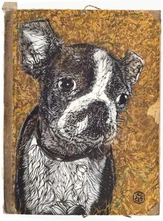 C215 Boston Terrier