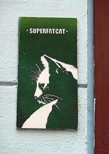 superfatcat Hamburg DE cat on tile