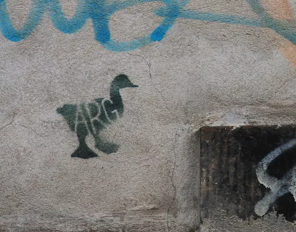 DE Dresden ARG duck ph J Rojo for BSA